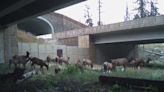 How wildlife crossings protect both animals and people