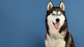 Husky Siberiano: Cuánto viven, peso, personalidad y origen de la raza