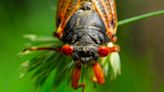 A cicada double brood is coming – it's less rare than you think