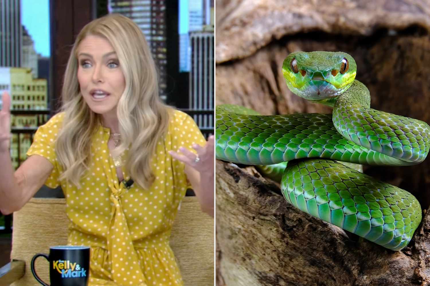 Kelly Ripa wants to install 'snake scanner' at 'Live' to detect reptiles inside pants