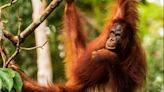 Apes engage in playful teasing, study shows