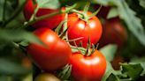 Tomato prices soar to Rs 100 per kg in Delhi markets as rains hit supplies