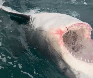 Cape Cod shark sightings expected to pick up around 4th of July, as Sharktivity app gets new look to track great whites