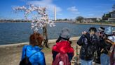 How climate change is affecting DC's iconic cherry blossoms