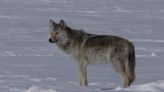 Aaron Zellhoefer: No legitimate grounds for legalizing wolf hunting in Minn.