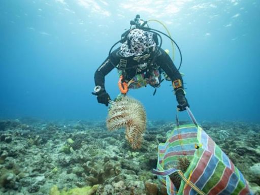 棘冠海星入侵東沙環礁海域 海管處招志工組「屠棘隊」救珊瑚