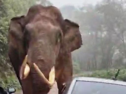 Group’s encounter with Padayappa prompts a warning from forest dept. on wild jumbos