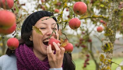 The 'best apple orchard in America' is in a small New York town