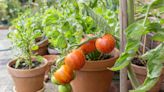 How to Grow Tomatoes in Containers on Your Deck, Patio, or Porch