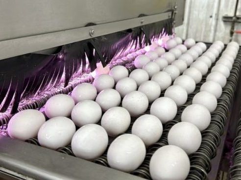 Check your eggs: Salmonella outbreak triggers FDA recall in Michigan