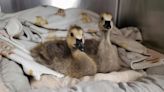 Family of geese 'intentionally' run over and killed in York Co., wildlife center says