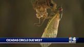 Cicadas invade Abbeville area and people have very different reactions