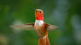 Outdoors: Hummingbirds' design has served them well