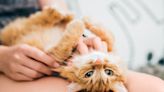 31 Fascinating Facts About Cats To Help Understand Our Feline Friends