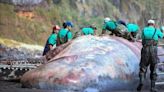 Relembre histórias de raridades encontradas no mar, como lula gigante, ‘ouro flutuante’ e peixe de 900 kgs