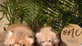 Buttonwood Park Zoo welcomes endangered red panda cubs