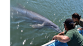 Sinaloa, aguas del delfín y del lobo marino