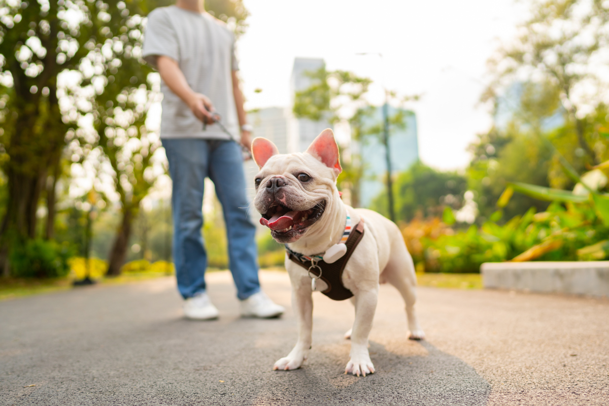 New Report Says These 10 U.S. Cities Have the Best Dog Parks