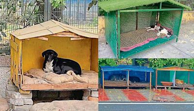 Delhi monsoon: Youngsters in Delhi NCR make shelters for stray dogs