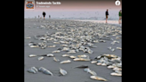 Terrified fish by the thousands throw themselves onto Outer Banks beach, videos show