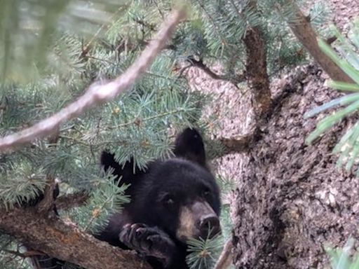 Orphaned bear made his home at Cheyenne Mountain Zoo