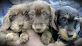 Kids, have doggone great fun at National Puppy Day at the library!