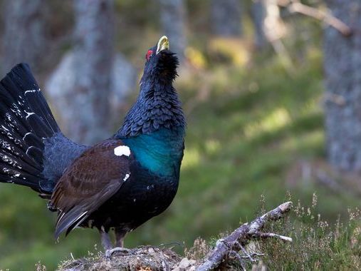 Emergency plan to save capercaillie in Cairngorms National Park