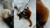 Utah’s adorable red panda sets off on new cross-country adventure