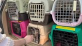 Ottawa Humane Society takes in 21 kittens from Windsor area
