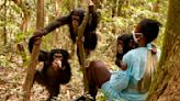 Sierra Leone is losing its forests. This sanctuary is trying to save chimpanzees and their vital habitat