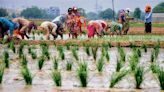 Farmers shunning cultivation of paddy to get Rs 17.5K per hectare