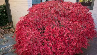 Japanese maples will be rejuvenated and look incredible with one essential task