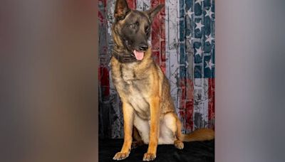 Funeral procession held for K-9 killed during foot pursuit; search for suspect ongoing