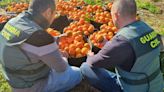 Una macrooperación contra el robo de naranjas se salda con 14 detenidos en la Ribera