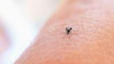 Dengue: Aumentan casos en Europa y brotes de infecciones por virus del Nilo Occidental