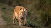 Por qué un inusual tigre "dorado" fotografiado en la India preocupa a los conservacionistas