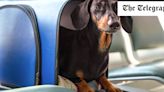 The unwritten etiquette of flying with your dog