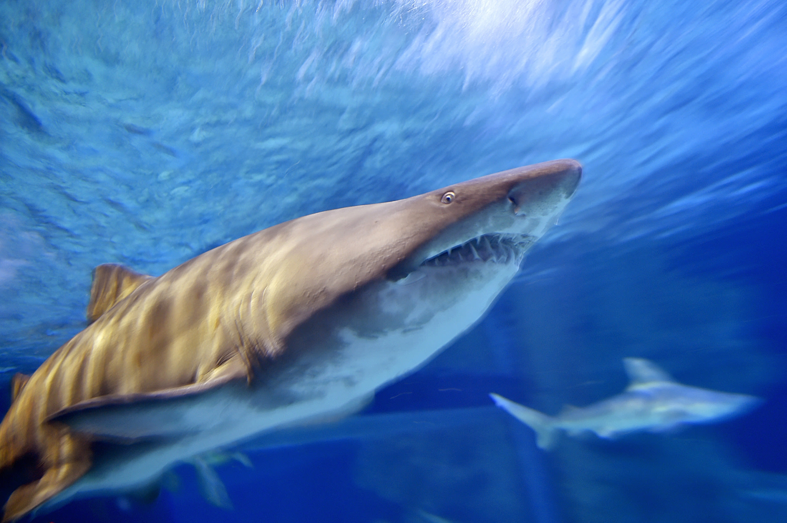 Rare shark "stabbed," left for dead on Massachusetts beach