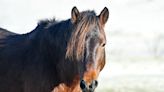 Montgomery Co. horseback riding center announces closure in July - WTOP News