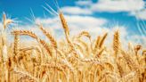 Wheat Prices Face Pressure From Various Parts of the Globe