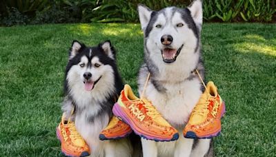 Zappos and Rover Launch First-Ever Dog-Walking Shoe Shop