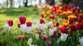 See More Than 100 Varieties of Tulips at the 20th Annual Tulip Festival - Studio 5