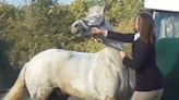 Sarah Moulds: Ex-teacher filmed 'slapping and kicking' Bruce Almighty horse found not guilty of animal cruelty