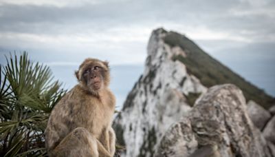 Gibraltar, decepcionado por los cánticos de la selección española: "Comentarios rancios"