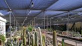 Poot’s Cactus Nursery celebrates 30 years of cultivating cacti in the Central Valley