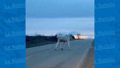 Raro alce albino es captado en video y se hace viral: 'Un momento espiritual' - La Noticia