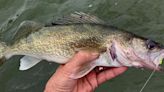 WASHBURN: In the middle of a walleye feeding frenzy