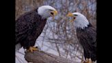 Watch: Bald eagle vocalizations not what you hear in the movies