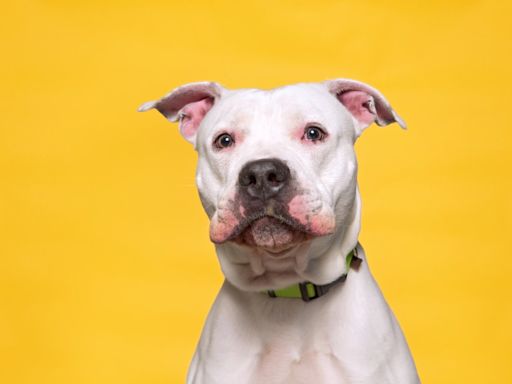 Sleepy Pit Bull Puts on Fancy Outfit for Gala But Ends Up Napping Like a Little Human