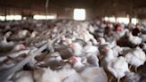 More northeastern Colorado poultry workers infected with bird flu